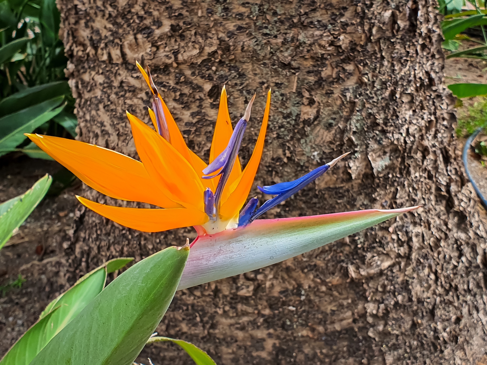 Bird of Paradise plant